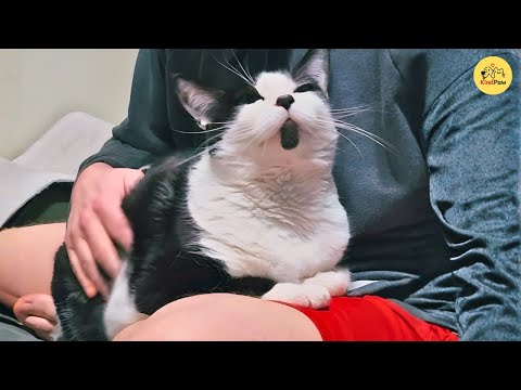 Видео: Она спасла брошенного котёнка, но крошечный «босс» в итоге спас её душу