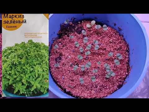 Видео: Редис и зелень для раннего употребления.