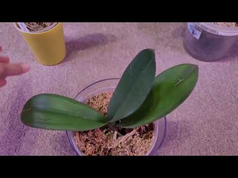 Видео: Фаленопсисы-новинки 2025. В размере 2.5+.