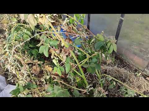 Видео: Ежевика весна 2025 Блэк Джем, Понка