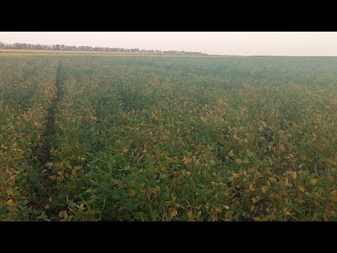 Видео: 14.08.2025 СОЯ ХАЙСТАР ВЖЕ НА ПІДХОДІ ❗❗ ГУСІНЬ 🐛❓ НЕ БАЧИВ 🧐