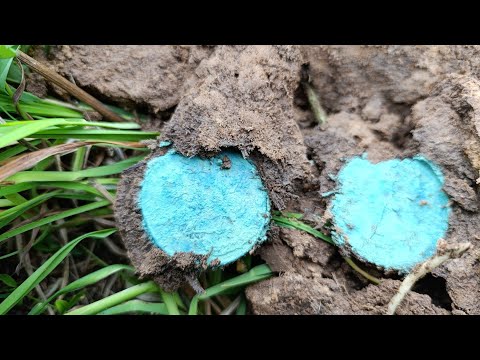 Видео: Нашел огромную монету 