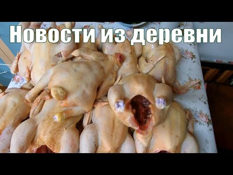 Видео: Новости НЕБОЛЬШОГО деревенского хозяйства: индюки, куры, бройлеры, перепелки