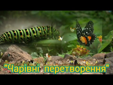 Видео: "Чарівні перетворення" - комбіноване заняття від вихователя Наталії Луковець..