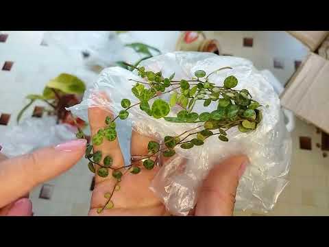 Видео: Распаковка посылки/ Растения по обмену 🌿