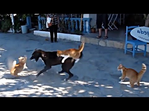 Видео: Это Нужно Видеть! Топ 30 Невероятных и Смешных Моментов с Животными