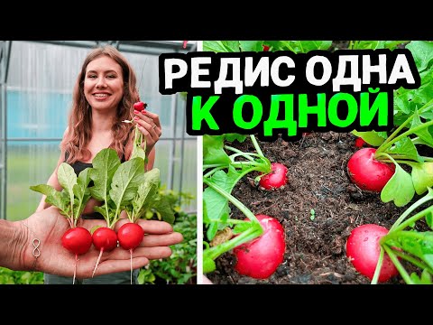 Видео: ПРОСТОЙ СПОСОБ ПОСЕВА И ВЫРАЩИВАНИЯ ИДЕАЛЬНОГО РЕДИСА