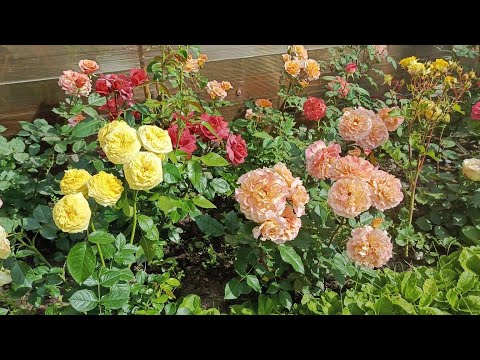 Видео: РОЗЫ. ПИК первого цветения😊🌹🌹🎉. Июль 2025.