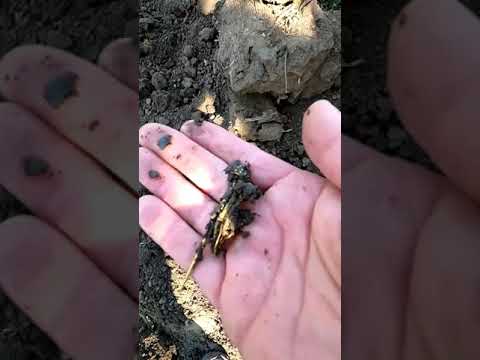 Видео: Находка из дорожной траншеи.