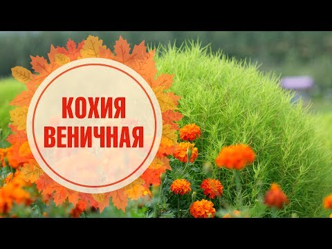 Видео: КОХИЯ ВЕНИЧНАЯ как вырастить 🌺 Советы цветоводам от hitsadTV