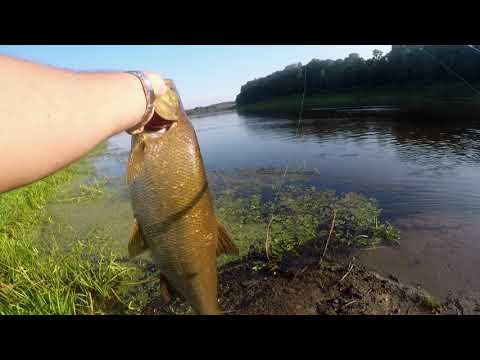 Видео: КРУПНЫЙ ЖЕРЕХ