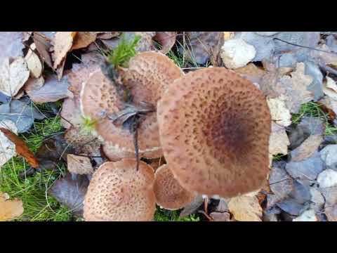 Видео: Наконец то пошли опята/лес порадовал грибами🪣😀 ноябрь 2025 Могилевская обл/Бобруйский р-н/Беларусь