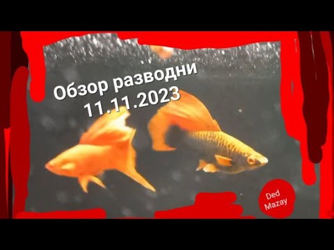 Видео: Обзор разводни 11 ноября. Доставка рыбы
