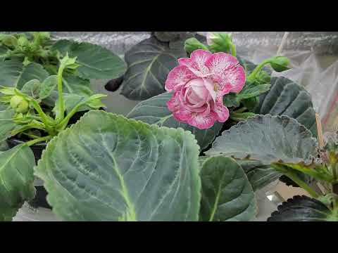 Видео: ГЛОКСИНИИ НА ФИТЕЛЕ. БЫСТРЫЙ РОСТ ,ОГРОМНОЕ КОЛЛИЧЕСТВО БУТОНОВ . СИНИНГИИ. ХЛОРЕЛЛА.