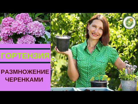 Видео: ГОРТЕНЗИЯ - размножение   зелеными черенками//как правильно подготовить черенок и укоренить