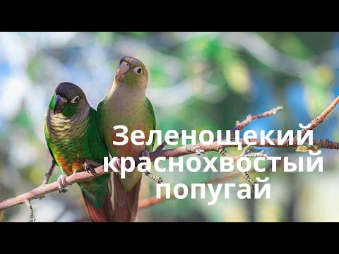 Видео: ЗЕЛЕНОЩЕКИЕ КРАСНОХВОСТЫЕ ПОПУГАИ В ДОМАШНИХ УСЛОВИЯХ 🐦🐦