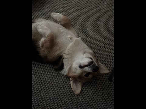 Видео: Лекция№7/Неинерциальные системы отсчёта. Импульс/Ольчак А.С.