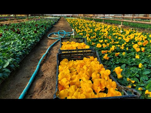 Видео: Шикарная Виола в Ташкенте, все в шоке. Супер удобрения для обильного цветения XGel 15-65-15.