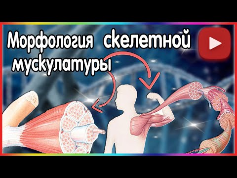 Видео: Морфология скелетной мускулатуры.