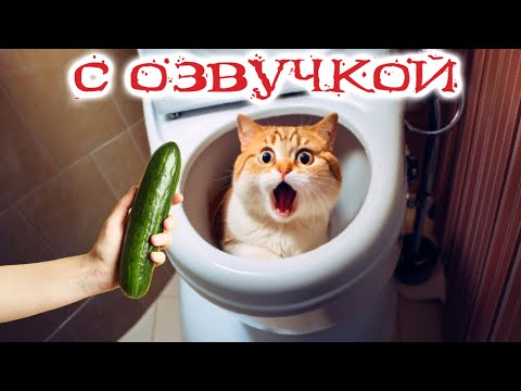 Видео: Приколы с котами! КОТ ЗАСТРЯЛ! Смешные коты С ОЗВУЧКОЙ! Самые смешные животные!