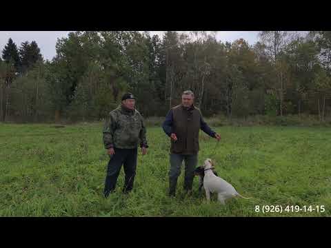 Видео: Тренировка молодых собак