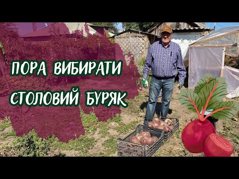 Видео: Пора вибирати столовий буряк!