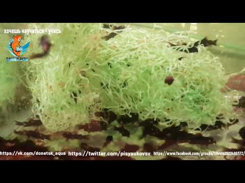 Видео: КОРИДОРАС ВЕНЕСУЭЛА БЛЭК Corydoras venezuelanus аквариумная рыбка содержание и уход за ней