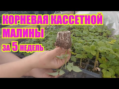 Видео: Укоренение крапивки малины. Итоги