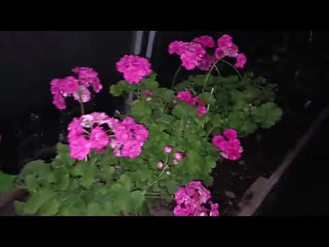 Видео: Томат Сказочный Ангел🍅 Нянчусь с арбузиками🍉🤣. #томаты #огород 