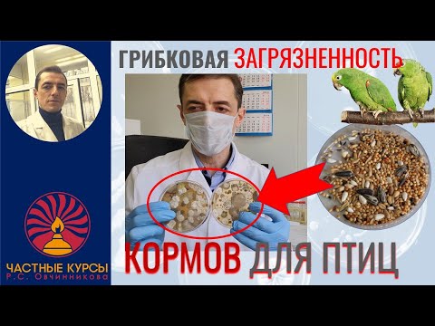 Видео: Грибковая загрязненность кормов для птиц. Аспергиллы, плесени. Связь с болезнями. Реальные данные
