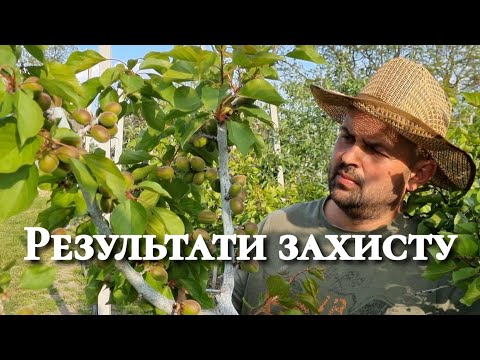 Видео: Моніліоз. Схема обробок. Дієві препарати.