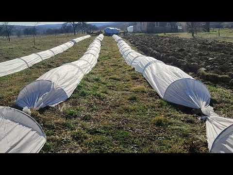 Видео: Інжир Закарпаття
