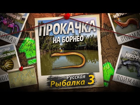 Видео: Актуальная Прокачка Разряда на Борнео. Фарм Опыта для новичка. Русская Рыбалка 3.