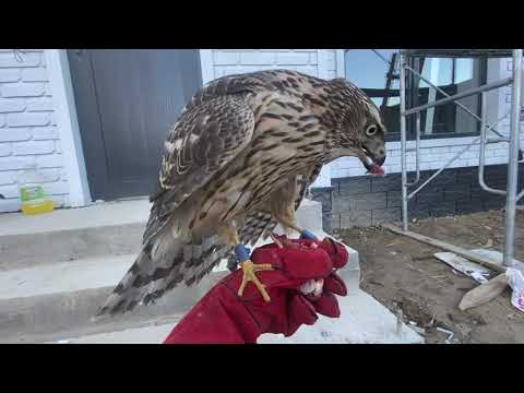 Видео: Кушту колго уйротуу 2-кун 