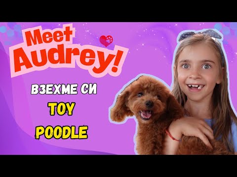 Видео: ВЗЕХМЕ СИ TOY POODEL ОТ СЪРБИЯ / МЕЕТ АUDREY / Аз и моето куче епизод 1