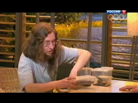 Видео: Бронзовки