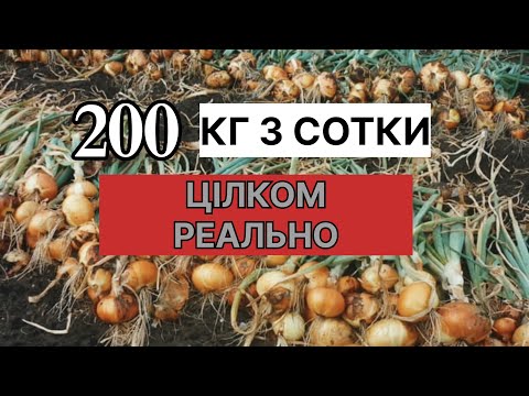 Видео: Який ВРОЖАЙ цибулі можна зібрати з 1 сотки на ПОЛІССІ?/Вирощування цибулі на Поліссі
