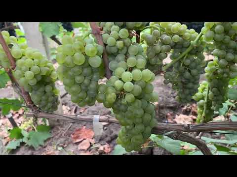 Видео: Шардоне - среднего срока, бело ягодный технический сорт винограда. На коньяк и шампанское