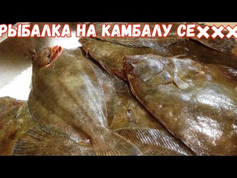 Видео: Рыбалка на камбалу в блези белого моря.