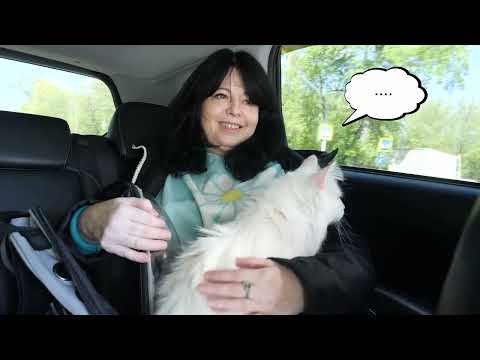 Видео: @ТатьянаСладкова-н3ф Путешествие с двумя котиками 