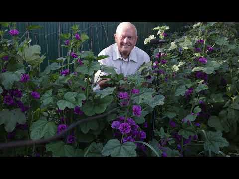 Видео: Почему молочная сыворотка с акварином легко решает проблемы с вредителями и болезнями в саду.