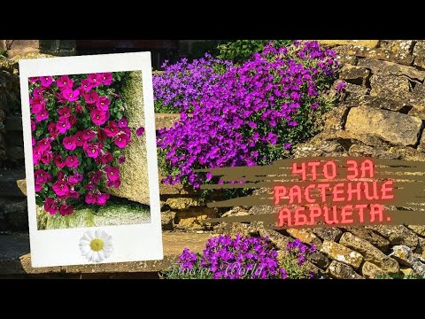 Видео: Что за растение Обриета - описание видов и сортов.