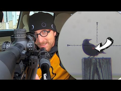 Видео: Уничтожаем скворцов расписными слизнями | FX WildCat MK3 BT .22 («Гремлин»)