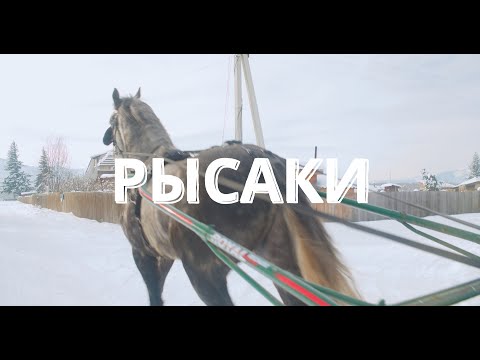 Видео: Как выращивают орловских рысаков на Алтае?