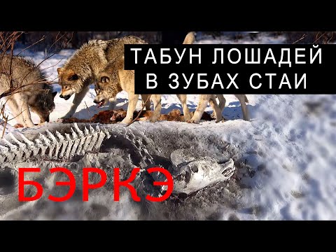Видео: КОМАНДИРОВКА ЗА ВОЛКАМИ. ТАБУН ЛОШАДЕЙ В ЗУБАХ СТАИ.