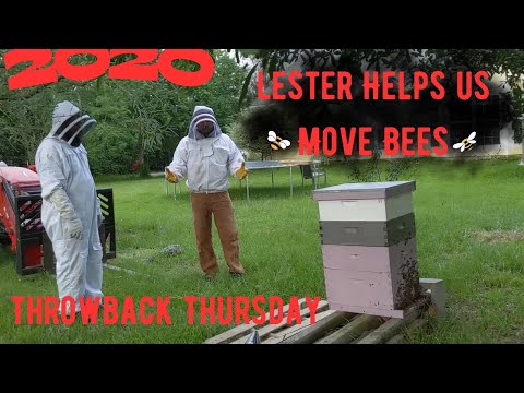 Видео: Первый ход пчел: Четверг воспоминаний 2020 года