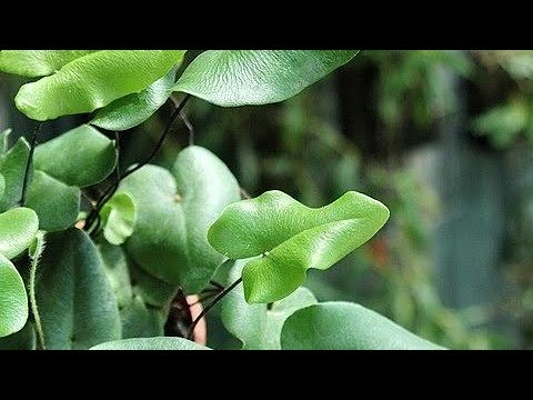 Видео: Папоротник Hemionitis Arifolia пробую восстановить после покупки.