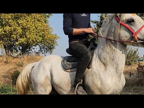 Видео: От зури чикди Жамшид полвондан.+998945641177
