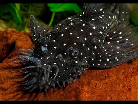 Видео: Аквариумистика. Гуппи. Анциструс тигровый всех раздал. Пецилия родила. Креветки и пельвики растут.