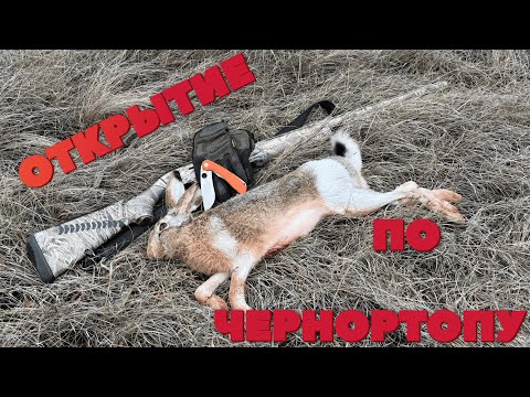 Видео: ОХОТА НА ЗАЙЦА ПО ЧЕРНОТРОПУ